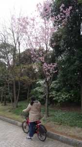咲いている桜もあるんですけどね。