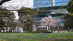 国際展示場駅付近の花壇では、桜とチューリップが共演しています。満開に咲けばきれいでしょうね！