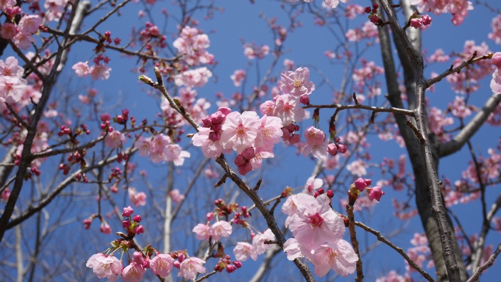 河津桜でしょうか？取材からの帰路、筆者が豊洲付近で見つけた桜です。桜を見て美しいと感じる心は、日本人のDNAなのかもしれません。