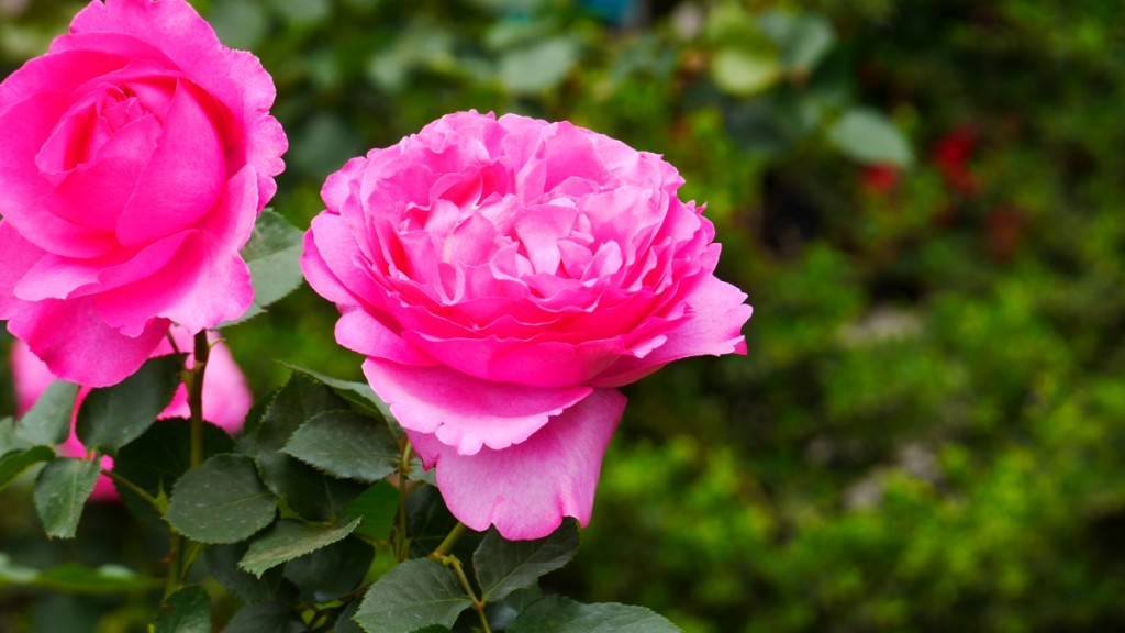 「イブ・ピアッチェ」　フリルのかかったローズピンクの花びらが豪華に咲きます。芳香もひときわ豊か。