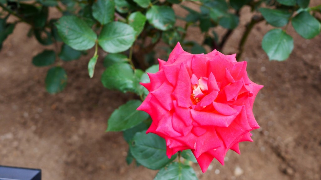「クレオパトラ」　バラをこよなく愛したと言われるエジプトの女王の名を冠した花。貫禄の美しさです。