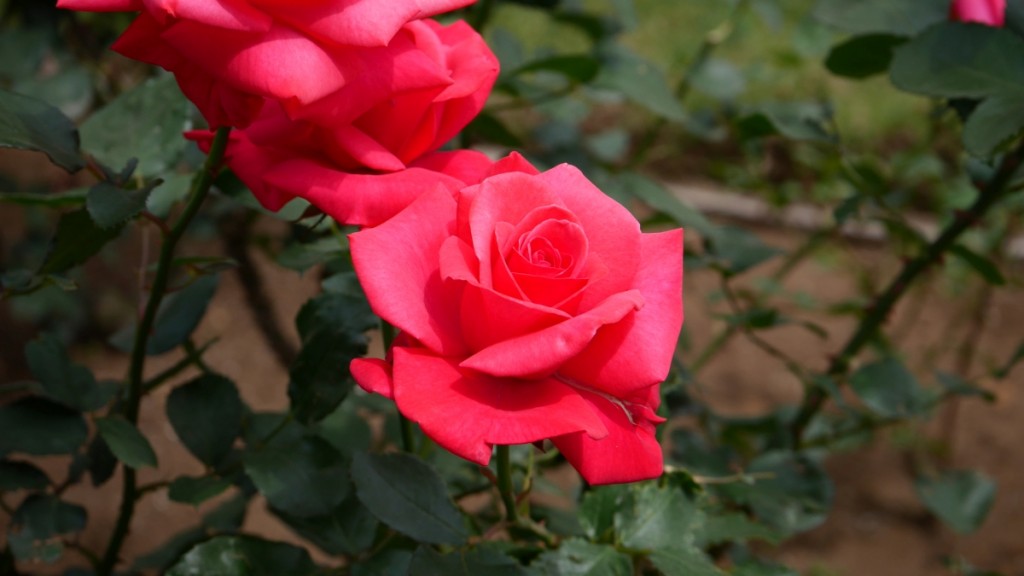 「ビッグ・ドリーム」　作出者の夢が形となったような、華やかなピンクが美しい大輪のバラです。
