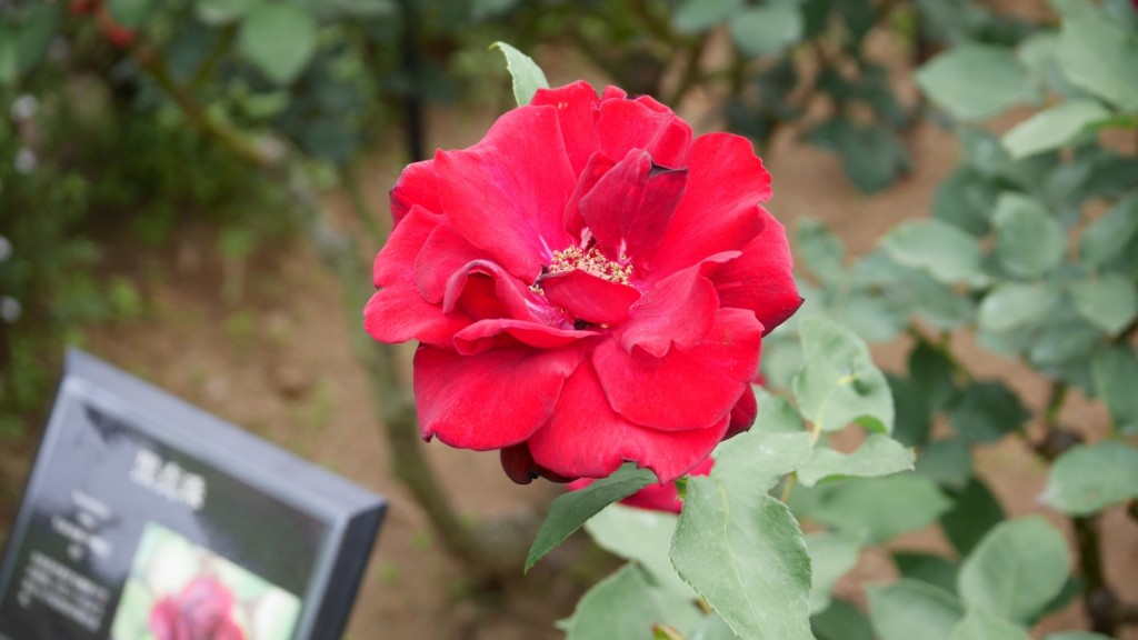 「黒真珠」　日本を代表する黒赤バラの名花。ビロードのようなシックな光沢があります。