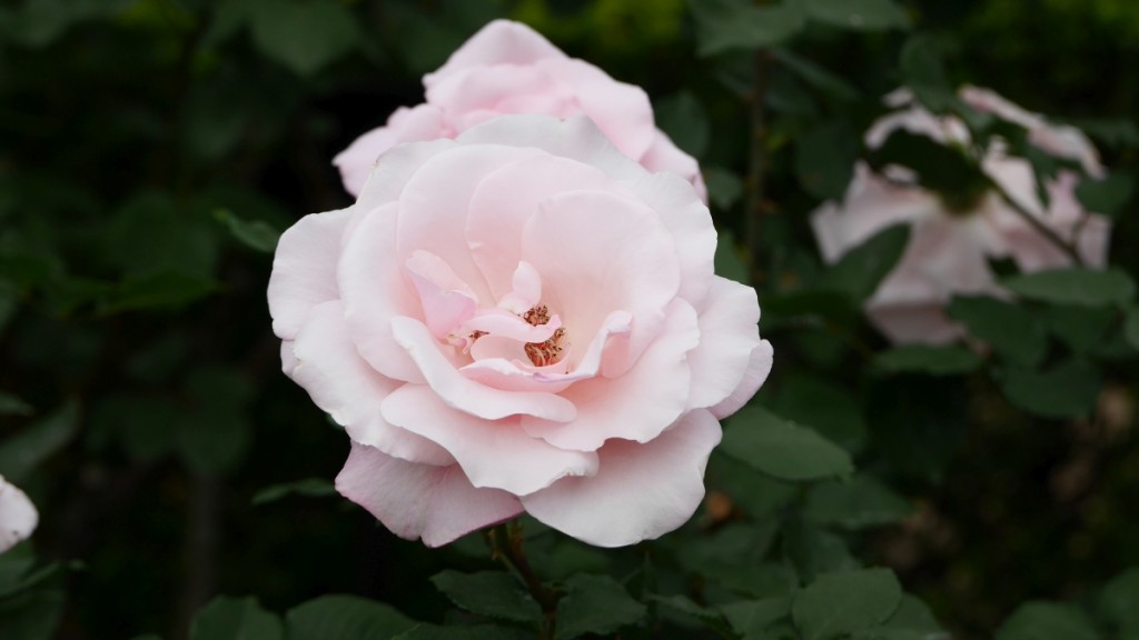 「春芳」　シルバーピンクの優しい色合い。柔らかく濃厚な香りも楽しめます。
