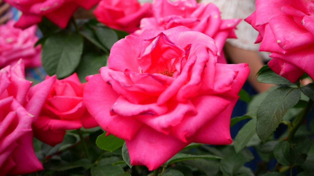 「マリア・カラス」　蛍光がかかったローズピンク。20世紀を代表するオペラ歌手の名前にふさわしく、堂々と華麗な花姿。香りも豊潤。