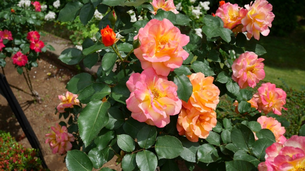 「スプニール・ドゥ・アンネフランク」　平和への祈りが込められた「アンネ・フランクの形見」のバラです。オレンジ色の花は橙色や黄色に変化します。