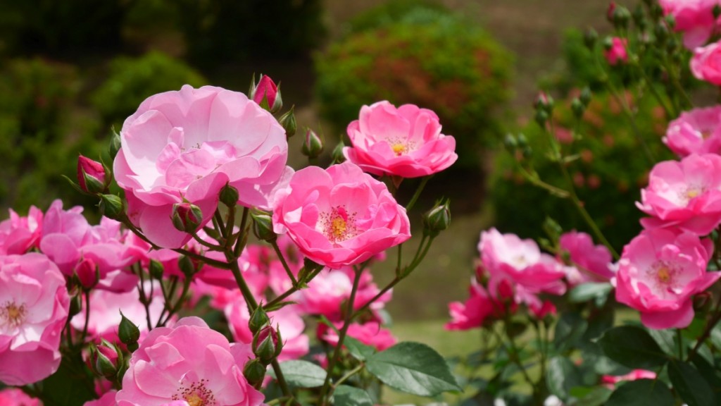 「アンジェラ」　愛らしいピンクの小花がたわわに咲き、ハッピーな雰囲気をかもしだします。