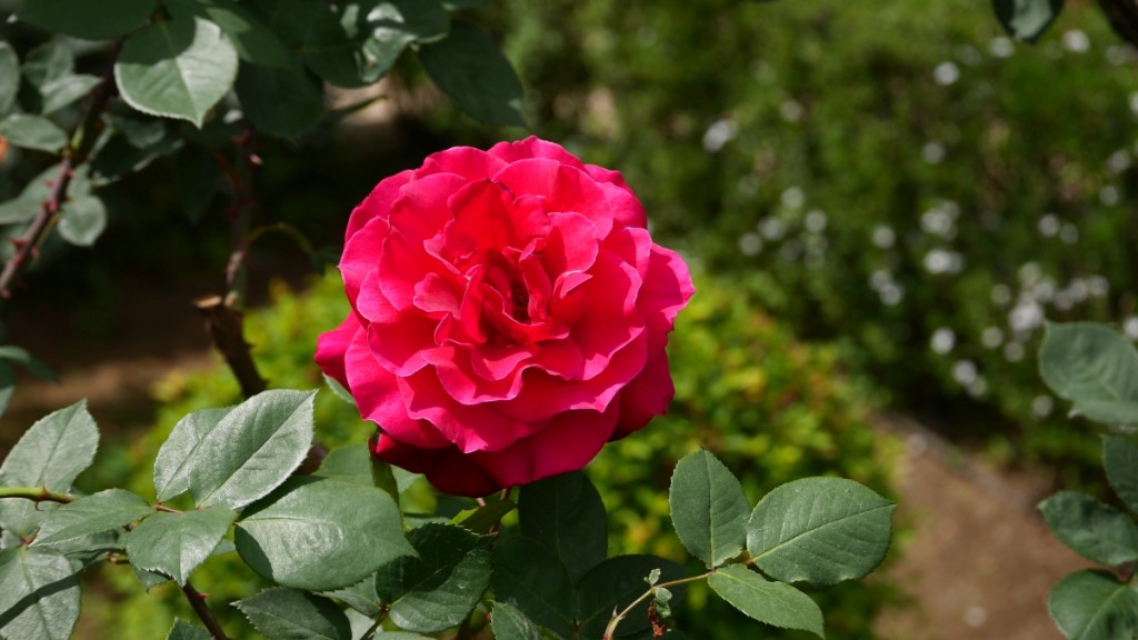 「ミスターリンカーン」　アメリカ合衆国大統領「エイブラハム・リンカーン」の名を関する黒バラの名花。立地な香りも人気です。