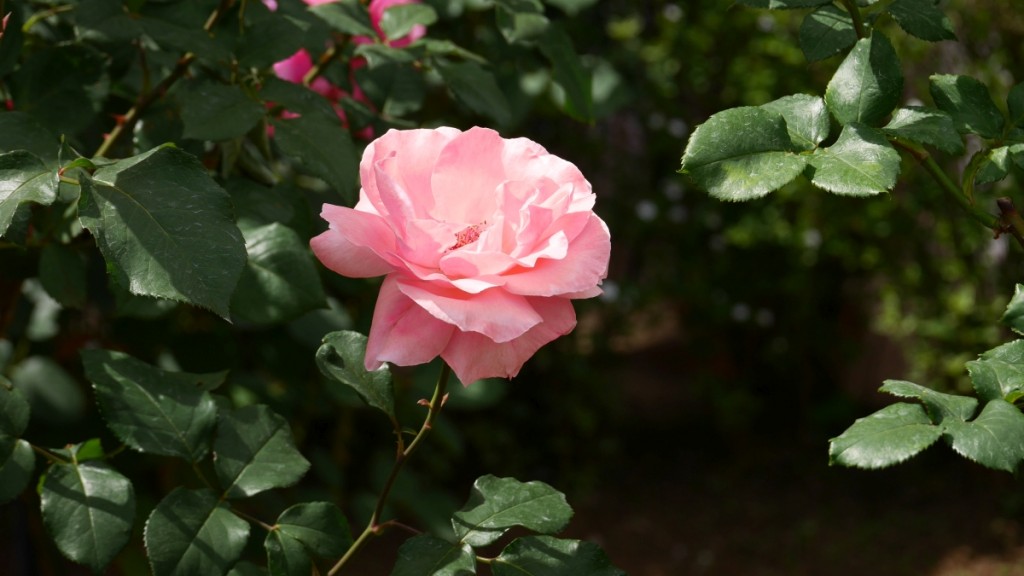 「クイーン・エリザベス」　英国エリザベス女王の名を載いた代表的な銘花。王室にふさわしいノーブルで上品なピンク色です。