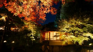 向山庭園にて撮影。紅葉の時期にはライトアップされ夜間も公開されます。